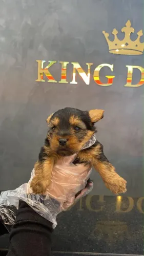Yorkshire Terrier | Um Pequeno Companheiro Para Grandes Momentos