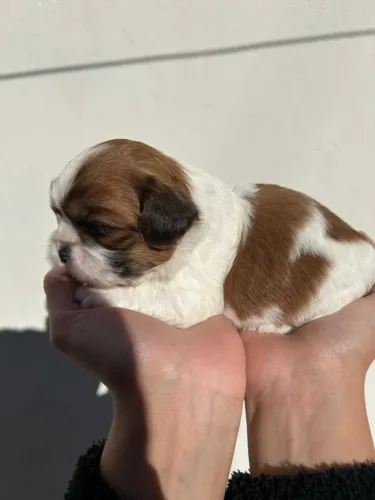 Shih Tzu Filhotes