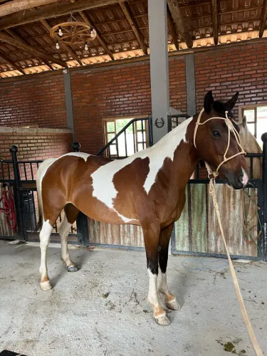 Égua tobiana