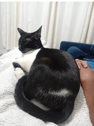 Doando gatinha de 1 ano castrada