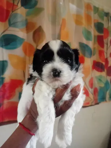 Vendo filhote de shih Tzu