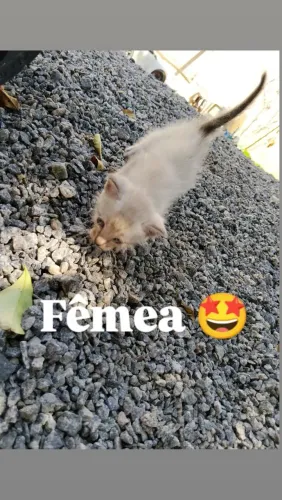 Doação de gatinhas fêmeas