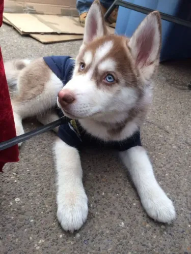 Husky siberiano Conheça uma fofura que merece destaque