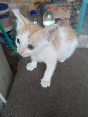 Adoção de gatos 