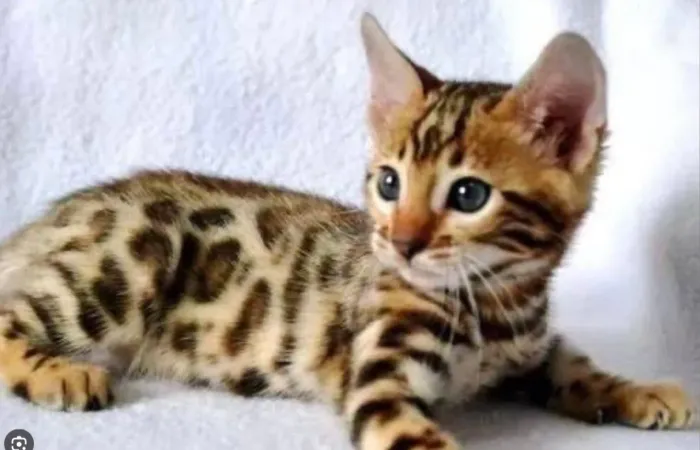 Bengal