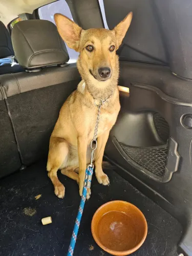 Cachorra doação