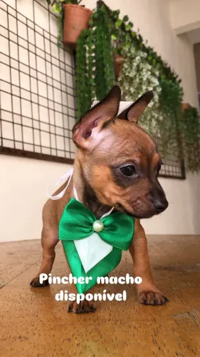 Pincher macho 