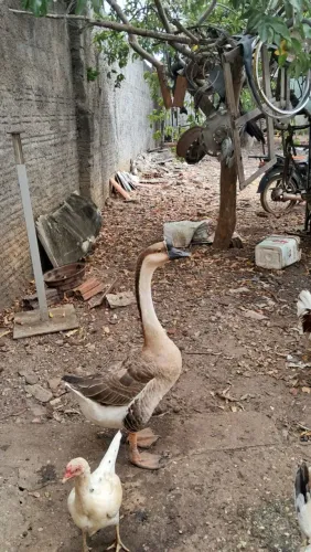 Ganso sinaleiro pardo macho