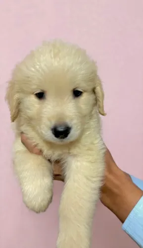 Filhotes de Golden Retriever