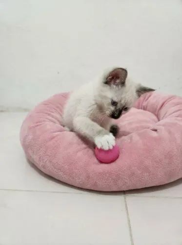 Filhote Siamês Fêmea Gato