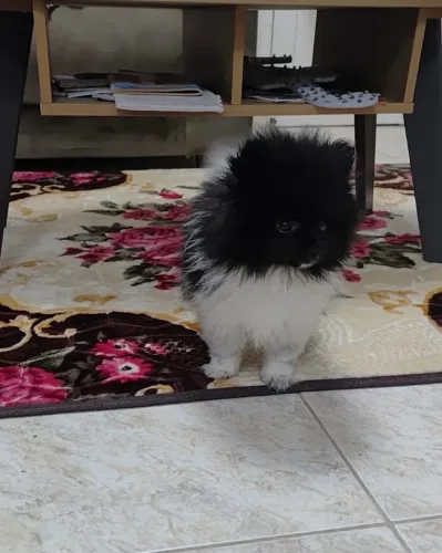 Lulu da Pomerania