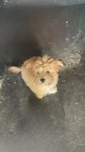 Doa-se shihtzu e maltês com shihtzu 
