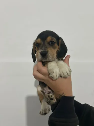 Beagle : filhotes ! Entrega imediata para você 
