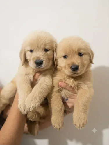 Filhote Golden Retriever