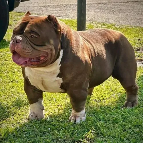America bully