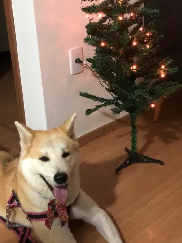Akita inu Fêmea 