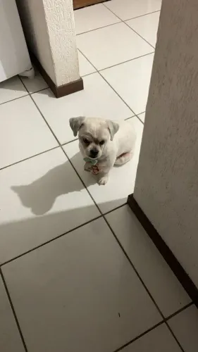 Doação de cachorro