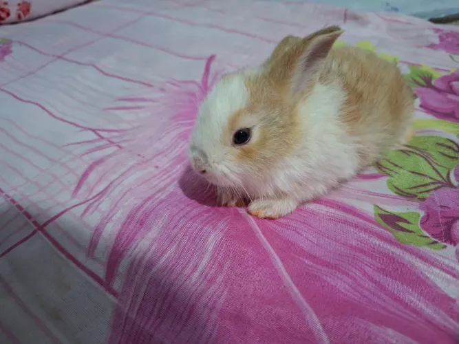 Vende-se um coelhinho