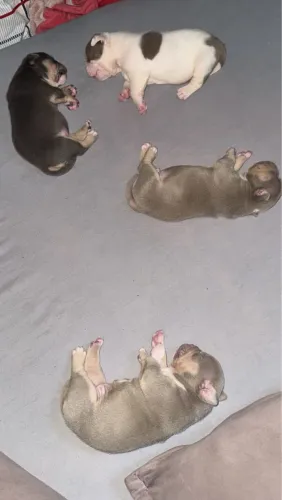 Vendo Filhotes de American Bully Micro com Pedigree