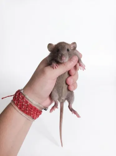 Rato Twister Russian Blue - Um dos padrões mais valorizados