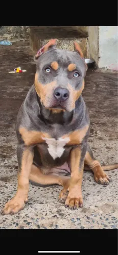 Fêmea american bully Tricollor 5 meses, Perfeita ! 