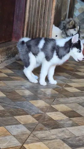 Husky Siberiano