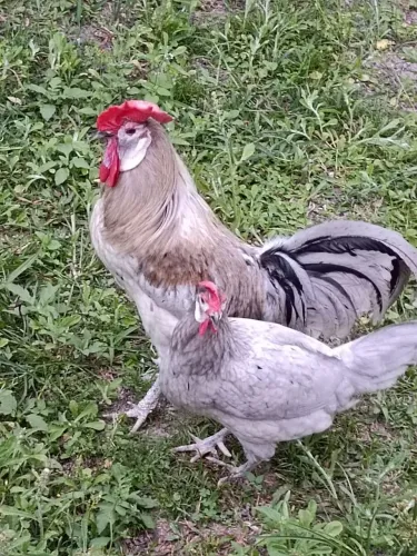 Casal de Galinha cara de Palhaço
