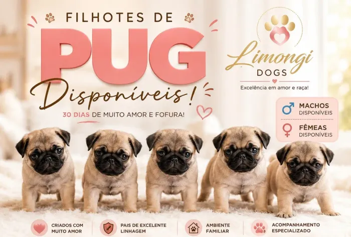 Filhotes de Pug