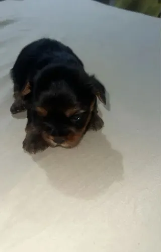 Yorkshire mini pais no local 850,00
