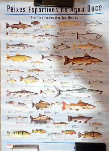 Poster catalogo Peixes de água doce 