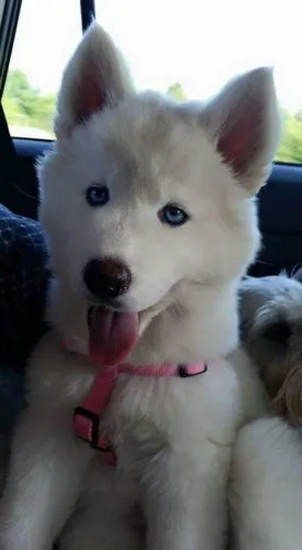 Filhotes De Husky Siberiano - Um Amigo Para Todas As Horas