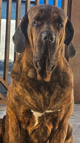Fila Brasileiro procura namorada