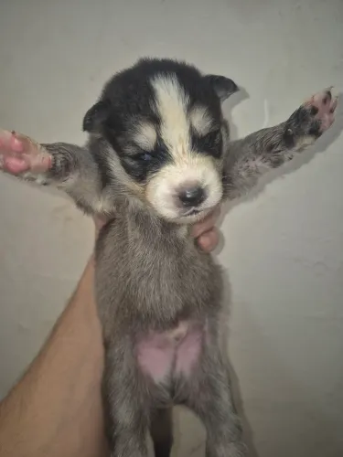 Filhotes de Husky Siberiano com Pedigree