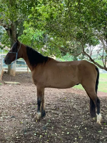 Vendo cavalo marcha picada
