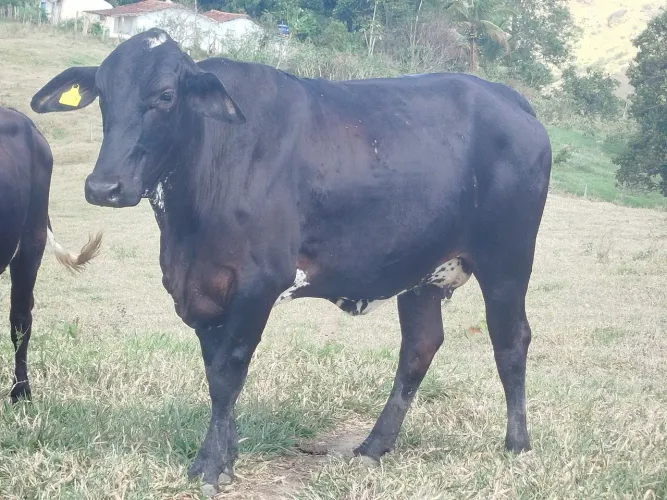Vendo NovilhasFIV prenhasdeinseminação *