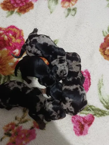 Basset Dachshund arlequim fêmea e macho