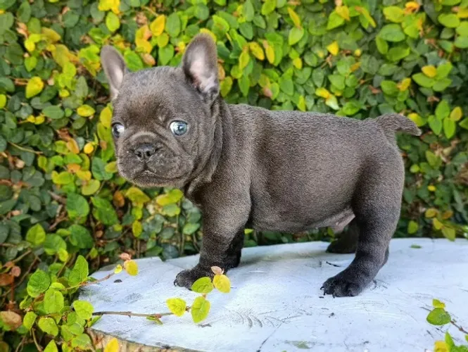 Lindo Buldogue francês macho e femea