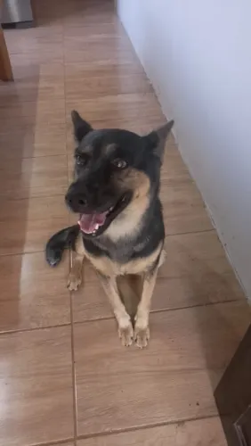 Doa se cachorra Pastor Alemã
