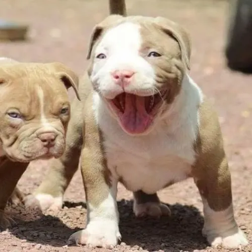 Filhotes de Pitbull sensação de segurança 