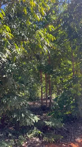 Taiobeiras/MG_ Fazenda com 149 hectares R$ 14.000,00 por hetare
