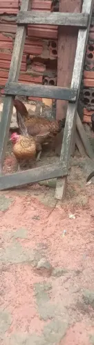 vende-se duas galinhas e um frango grande