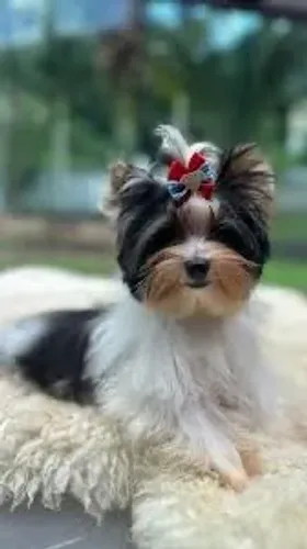 Encantadores filhotes de yorkshire biewer terrier FÊMEAS COM 67 dias!