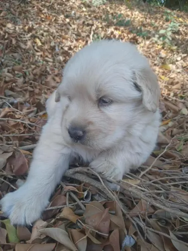 Golden Retriever pelagem longa