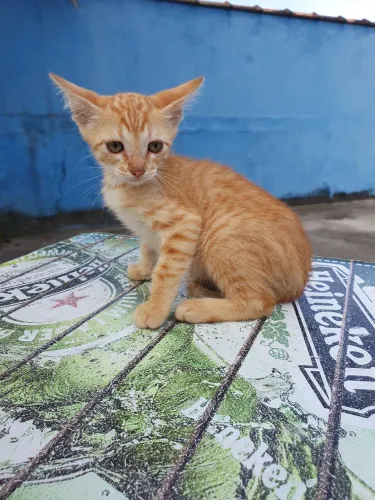 Filhotes disponíveis para doação.