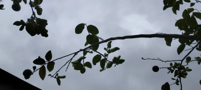 Muda de limão da terra já produzindo 