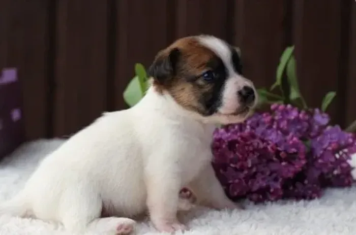 Jack Russell Filhotes Miniatura, Cheios de Energia e Amor