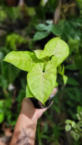 Mudas de Singônio/ Syngonium Neon Folhagens e Mudas ornamentais 