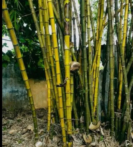 Bambu amarelo - Ideal para decoração
