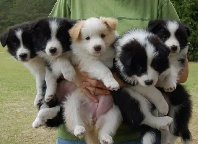 Filhotes de border collie , paixão de todos nós 