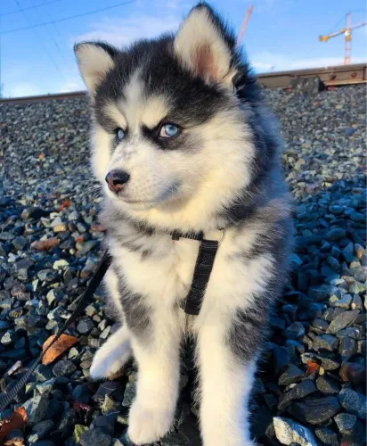 Husky preto e branco com olhos azuis disponíveis